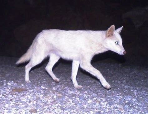 25 Awesome Looking White Or Albino Animals You Have To See Today