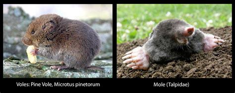 Prevent Winter damage from moles and voles