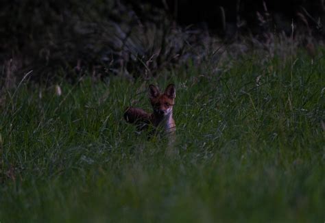 Advice for low light wildlife photography? : r/wildlifephotography