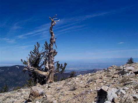 Mount Pinos : Climbing, Hiking & Mountaineering : SummitPost