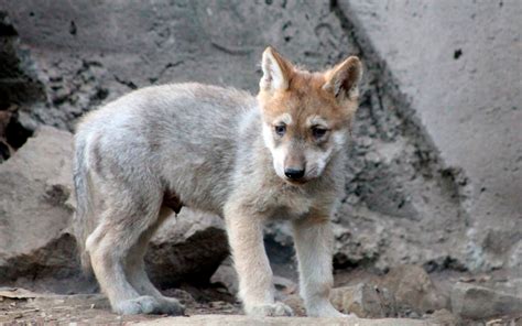 Cachorro de lobo mexicano conmueve con sus primeros aullidos | Video | Aristegui Noticias