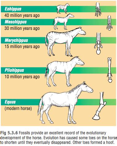 Evolution of a Horse at emaze Presentation