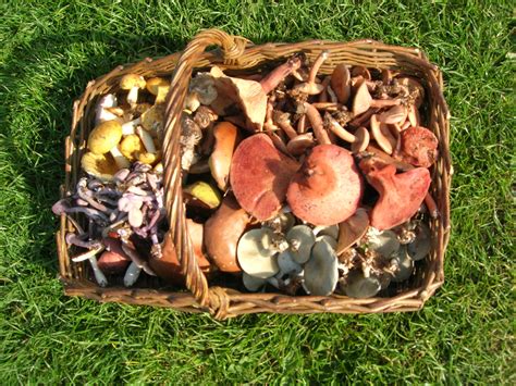 Foraging Course - Mushrooms - MUSHROOM TABLE