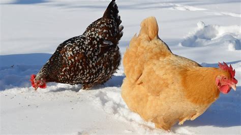 Best Cold Weather Chickens