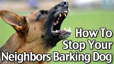 How To Stop Dog Barking At Neighbours Dog