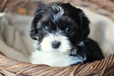 Baby Barks | House training the Shichon, Zuchon, Bichon Shih Tzu Puppy