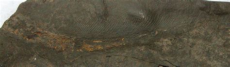 Xenacanthus carinatus - Members Gallery - The Fossil Forum