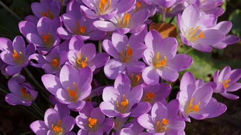 Download Purple Flower Flower Nature Crocus 4k Ultra HD Wallpaper