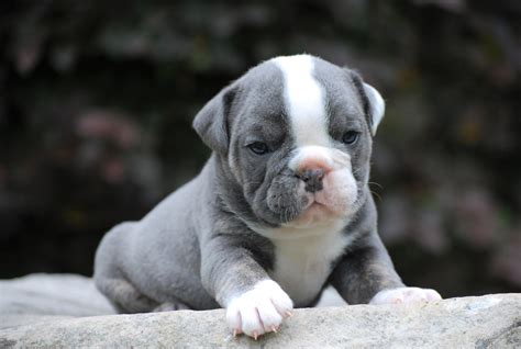 See puppies by Lily (RETIRED) - Olde South Bulldogges