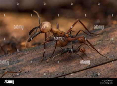 Army ants (Eciton burchellii) swarm across the forest floor, large soldier ants can be ...