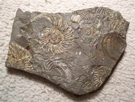 Fossils: Cephalopod Fossils