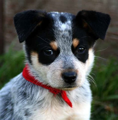 Pictures of Blue Heelers - Beautiful Images of Australian Cattle Dogs