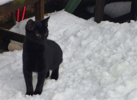 Cat Rescuing, Sunderland: SNOW CATS