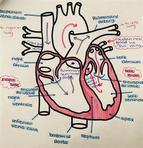 Heart Diagram Drawing - Graph Diagram