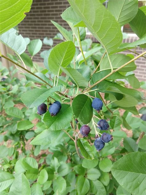 identification - Can someone help me identify these berry bushes ...