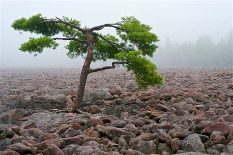 Boulder Field of Hickory Run State Park | Amusing Planet