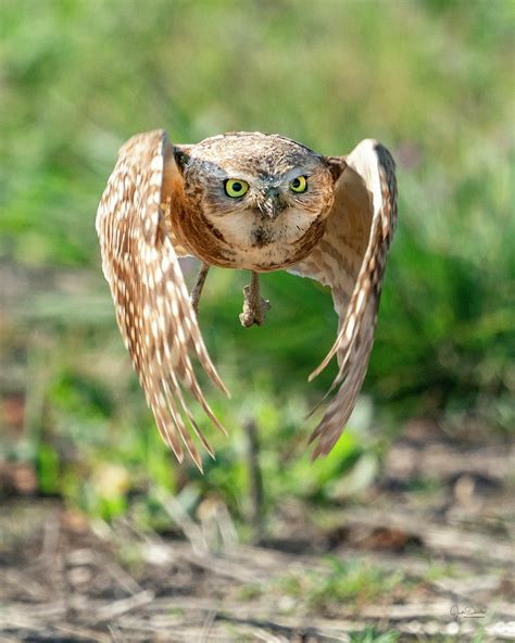 Incoming -- Burrowing Owl Hunting Photograph by Judi Dressler - Fine Art America