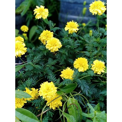 Yellow Marigold Seeds | Shopee Philippines