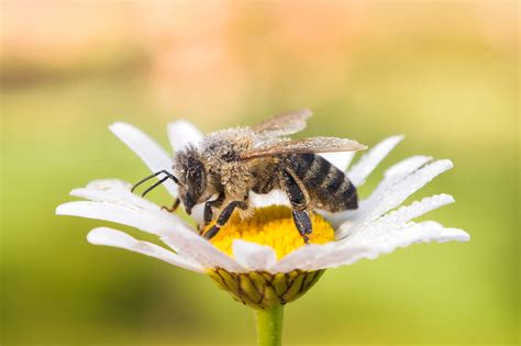 European honey bee, Apis mellifera - Artur Rydzewski nature photography