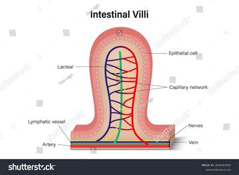 Intestinal Villus Cross Section Anatomy Intestinal Stock Vector ...