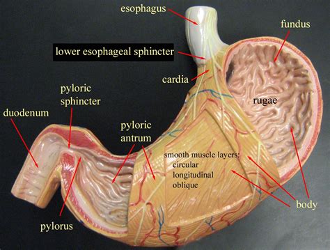 Biology 160 > Herman > Flashcards > Fetal Pig Lab Test | StudyBlue