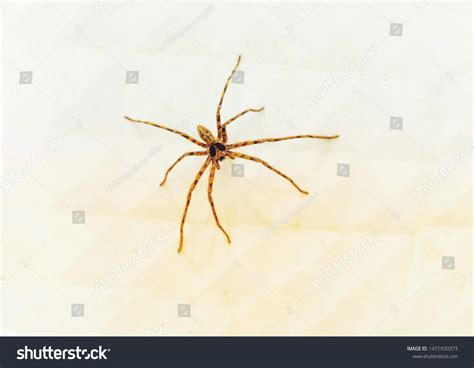 Spiders Creatures That Arthropods Arthropods There Stock Photo 1471930373 | Shutterstock