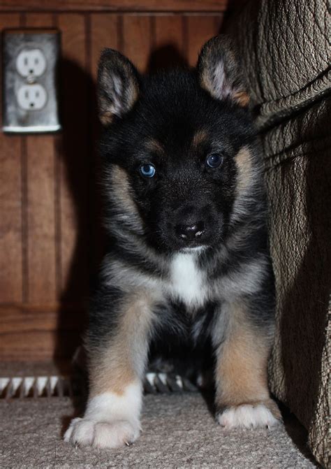 German Shepherd Husky Mix Baby - Animal Lover