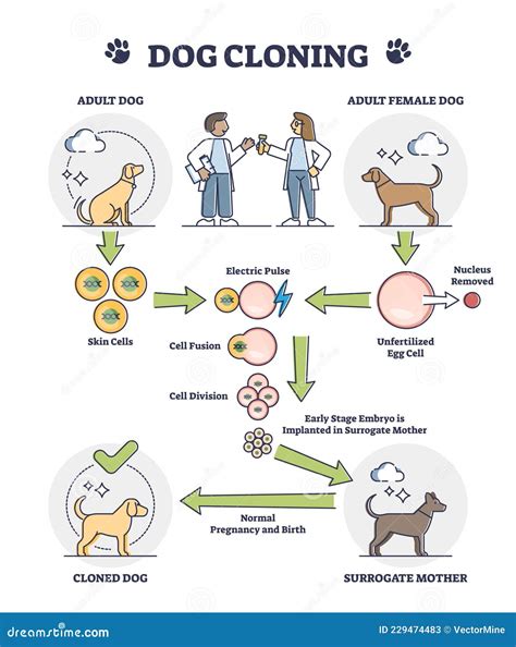 Cloning Process