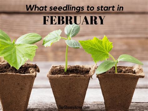 February Seed Starting Schedule - Our Stoney Acres | Starting seeds indoors, Seed starting ...