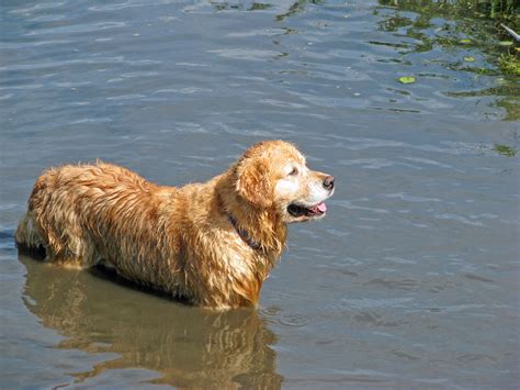 Golden Retriever Dog Free Stock Photo - Public Domain Pictures