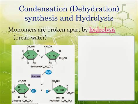 EC Honors Biology: Condensation reactions