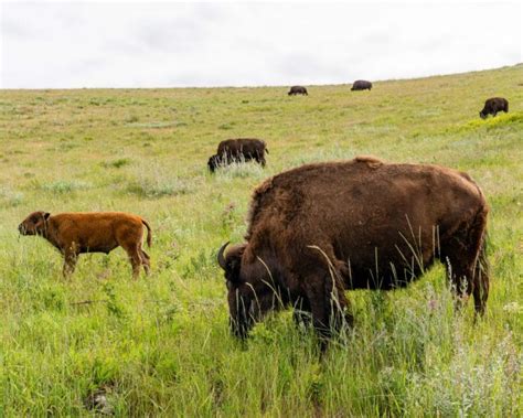 The National Bison Range - A Story of Vision, Tragedy and Homecoming