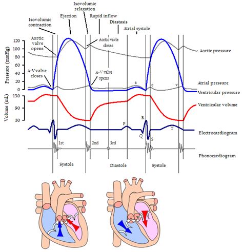 Cardiac Cycle Ecg