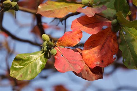 Tropical Almond Tree Stock Photos - Image: 25538873