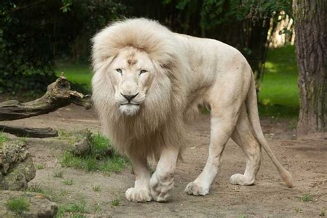 Fun White Lion Facts For Kids