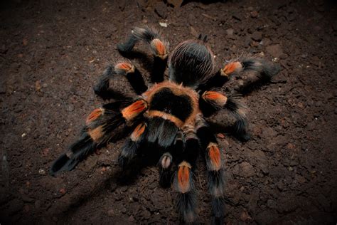 0.1 Brachypelma hamorii | Arachnoboards