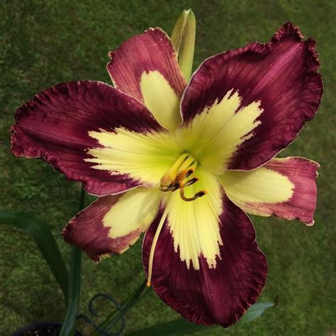 Plant database entry for Daylily (Hemerocallis 'Inner Spirit') with 13 ...