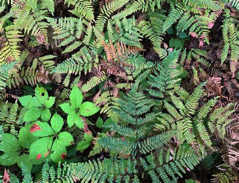 Forest Floor Plants | Trailside Museums and Zoo