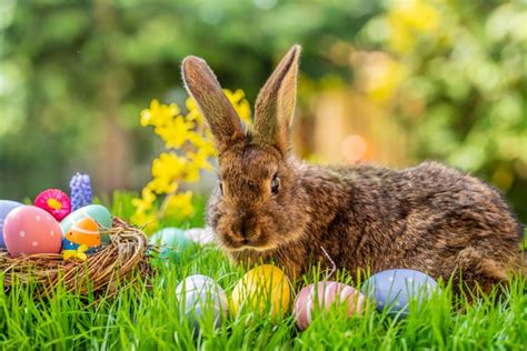 Easter egg hunt hops into Cookstown this weekend - Bradford News