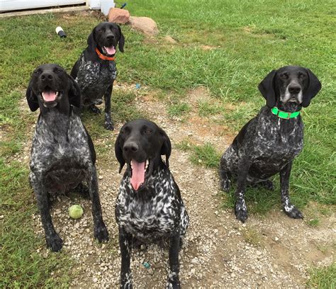 four black dogs sitting on top of a grass covered field