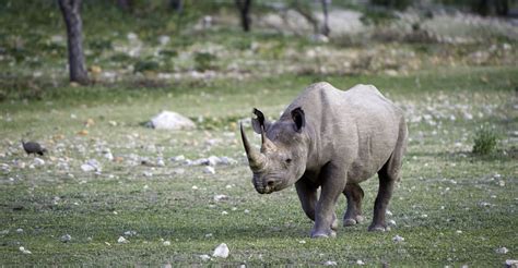 Black Rhinos Survive in the Deserts of Namibia