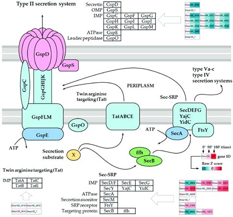 Expression changes affecting the S. baltica type II secretion system... | Download Scientific ...