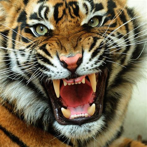 Animals Zoo Park: Angry Tiger Face Pictures