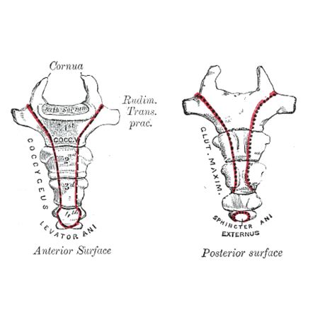 Coccyx | Radiology Reference Article | Radiopaedia.org