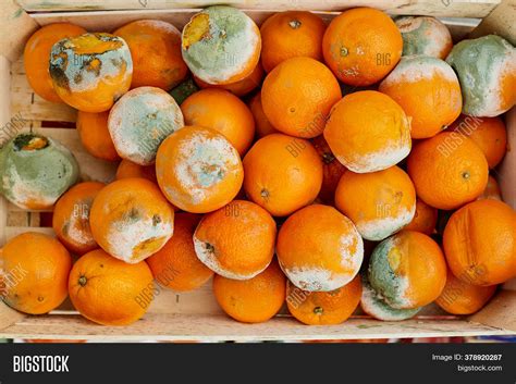 Rotting Orange Covered Image & Photo (Free Trial) | Bigstock