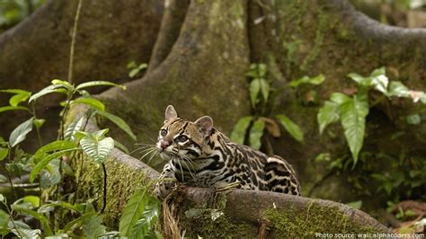 Interesting facts about ocelots | Just Fun Facts