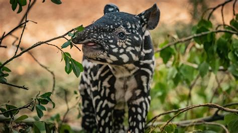 Chester Zoo home to record number of animals following 'successful ...