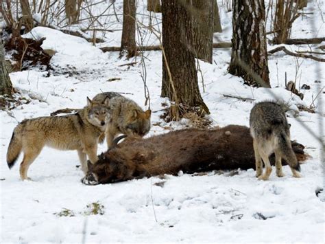 Nature: Radioactive Wolves - Chernobyl's Nuclear Wilderness (2011 ...