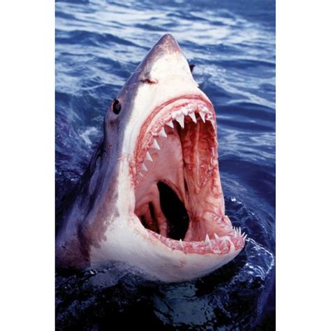 Great White Shark Poster (36 x 24) - Walmart.com - Walmart.com