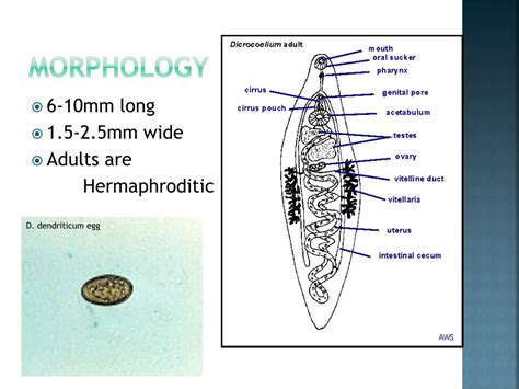 PPT - Dicrocoelium dendriticum PowerPoint Presentation, free download - ID:2583399